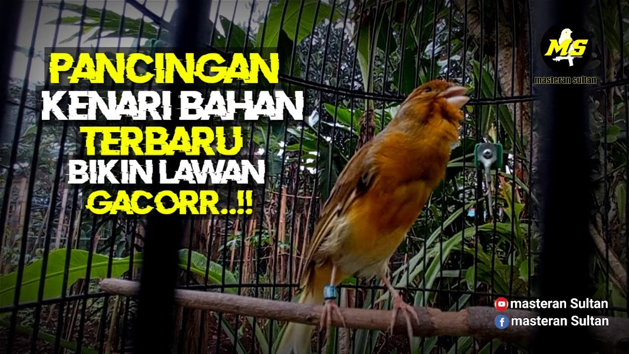 PANCINGAN KENARI BAHAN AGAR CEPAT BUNYI #pancingankenaribetina #kicaumania #masteran 
