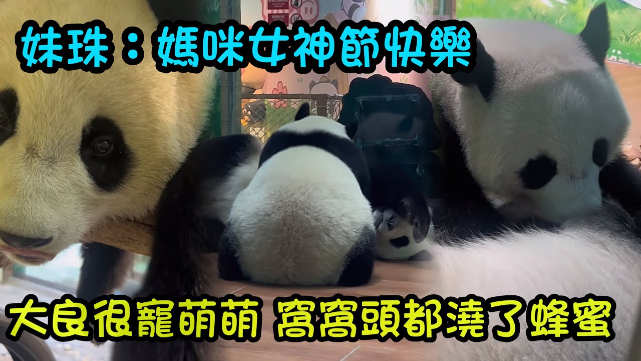 妹珠：祝我的媽媽萌萌婦女節快樂，感謝媽媽的餵養，把我餵得肥肥白白的#panda #cutepanda #熊貓妹珠 #熊貓妹豬