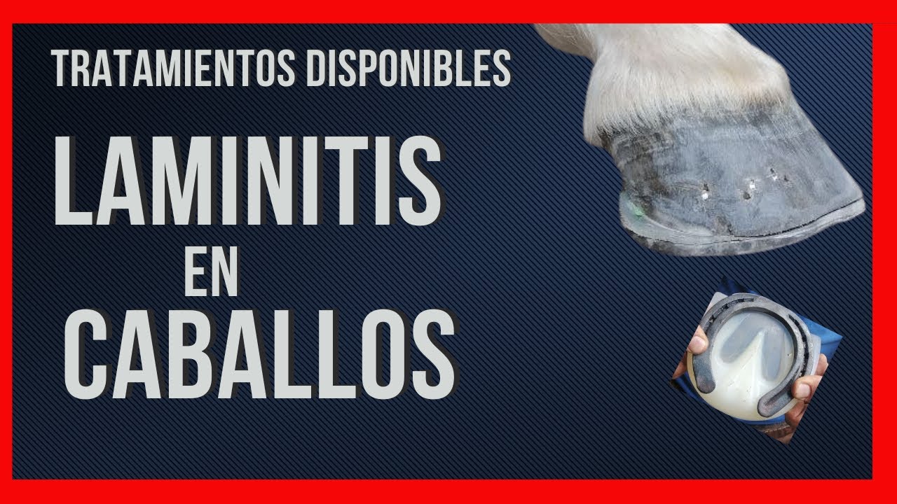 📍¿Cuáles son los tratamientos disponibles para la laminitis en los caballos?📍
