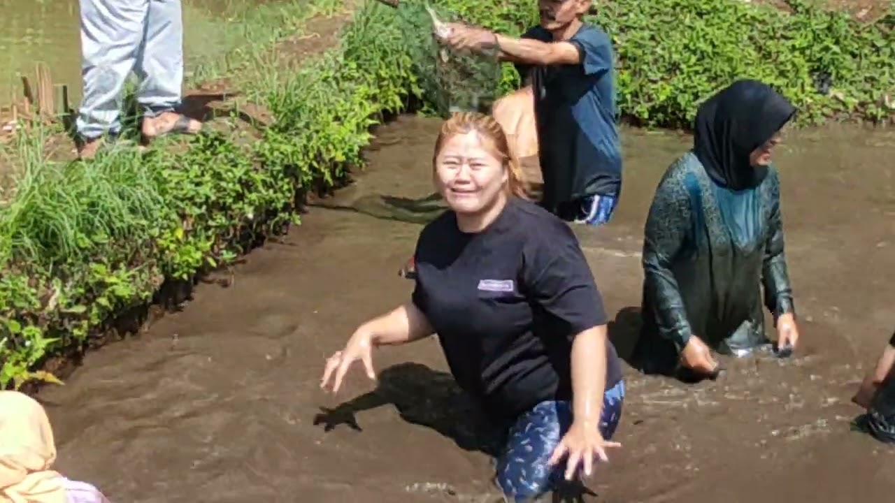 Ngubek kolam diisi 80 ekor ikan mas, Berburu Hadiah !!