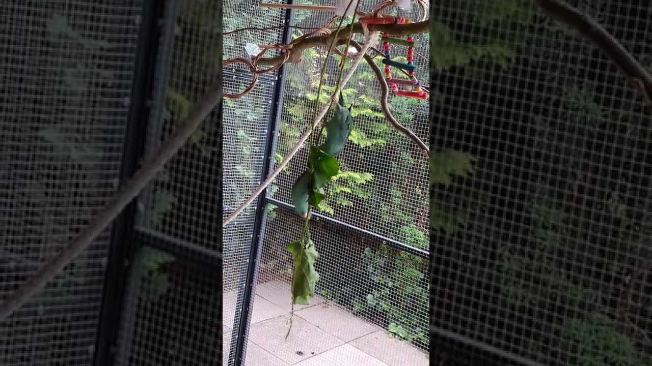 Akrobatische Katharinasittiche / acrobatic lineolated parakeets