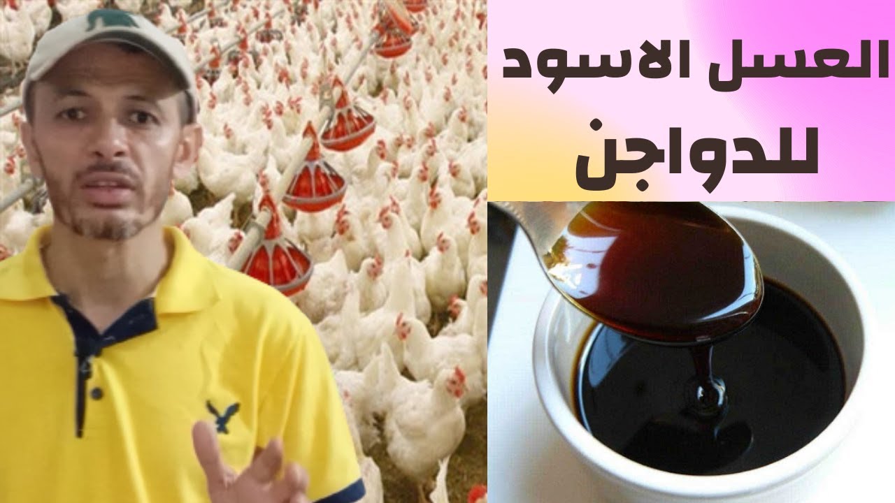 العسل الاسود للدواجن | تربية الدواجن بالاعشاب