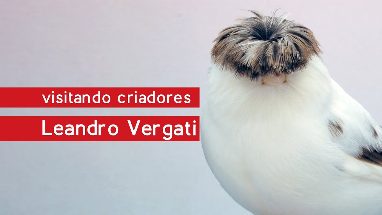 Visitando Criadores - Leandro Vergati - Canários de Porte - Gloster