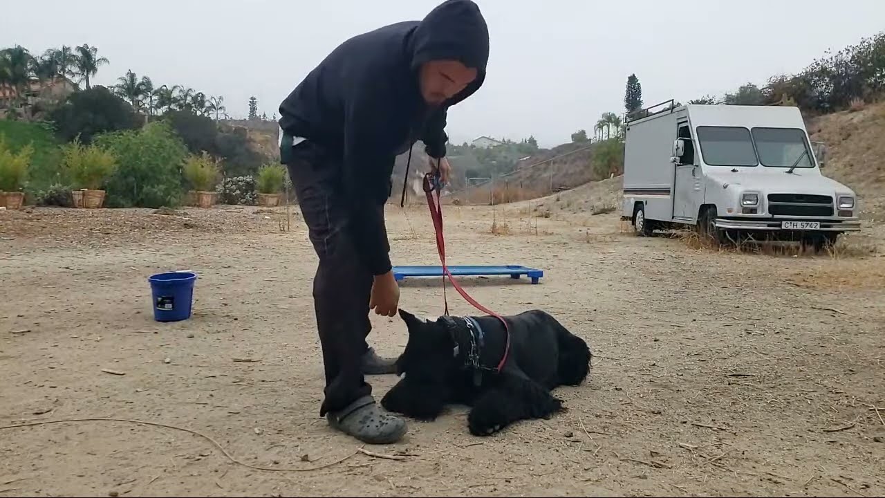 morning dog training - Giant Schnauzer