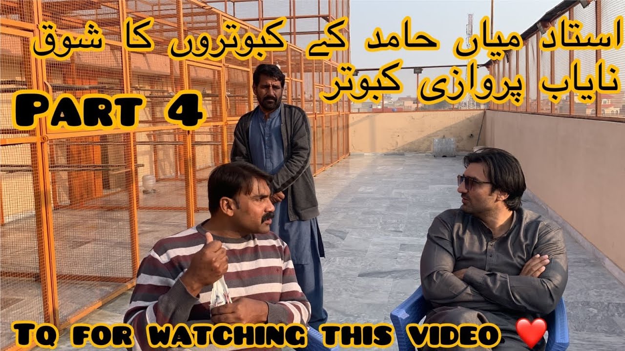 ustad mian hamid ka parwazi kabootaro ka shoq 🥰 || ustad ch kamran