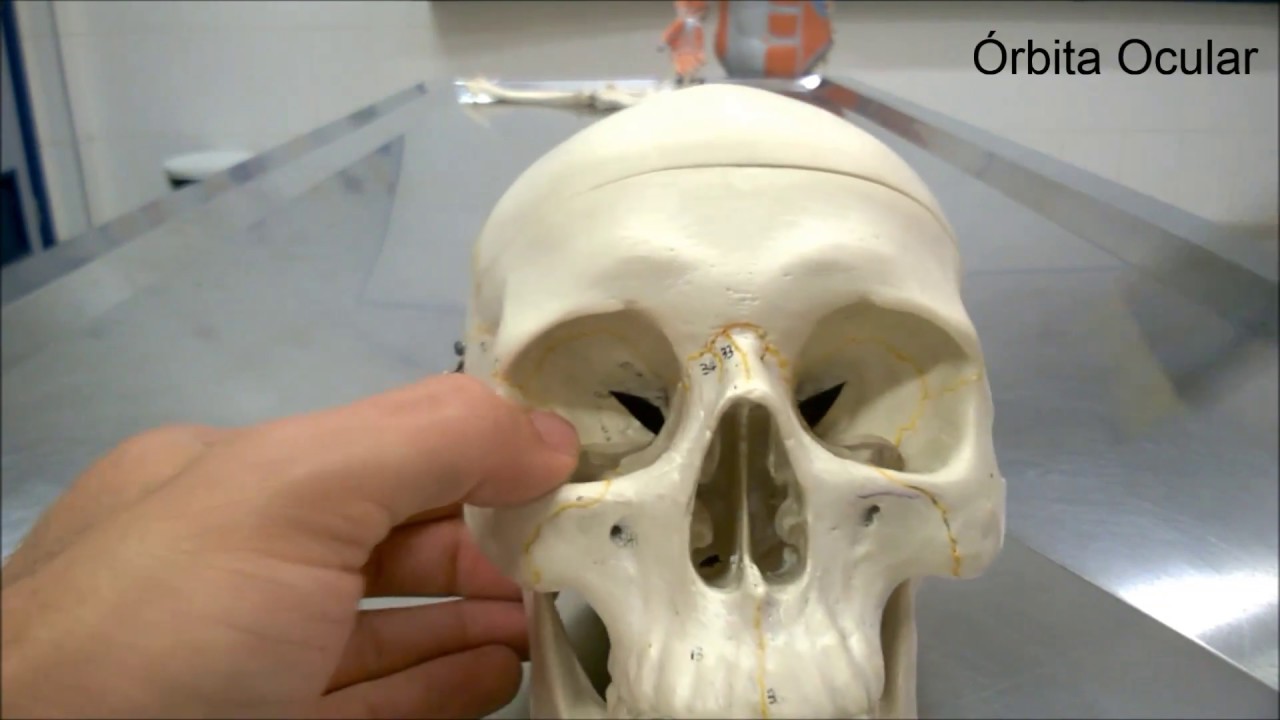 Anatomia - Ossos Crânio e Suturas