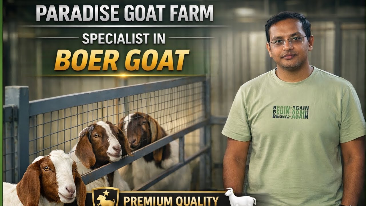 Paradise Goat Farm | Specialists in Premium Boer Goats 