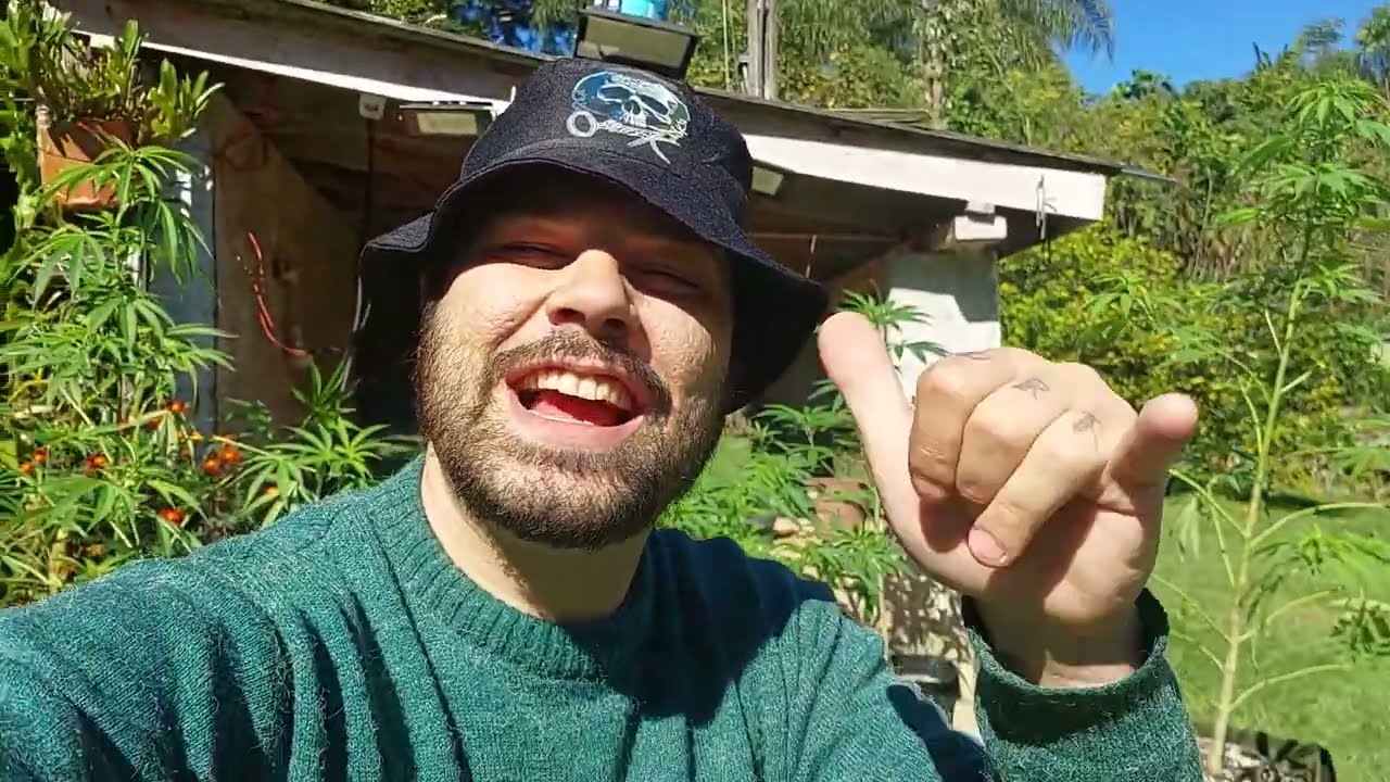 MEU CULTIVO OUTDOOR !