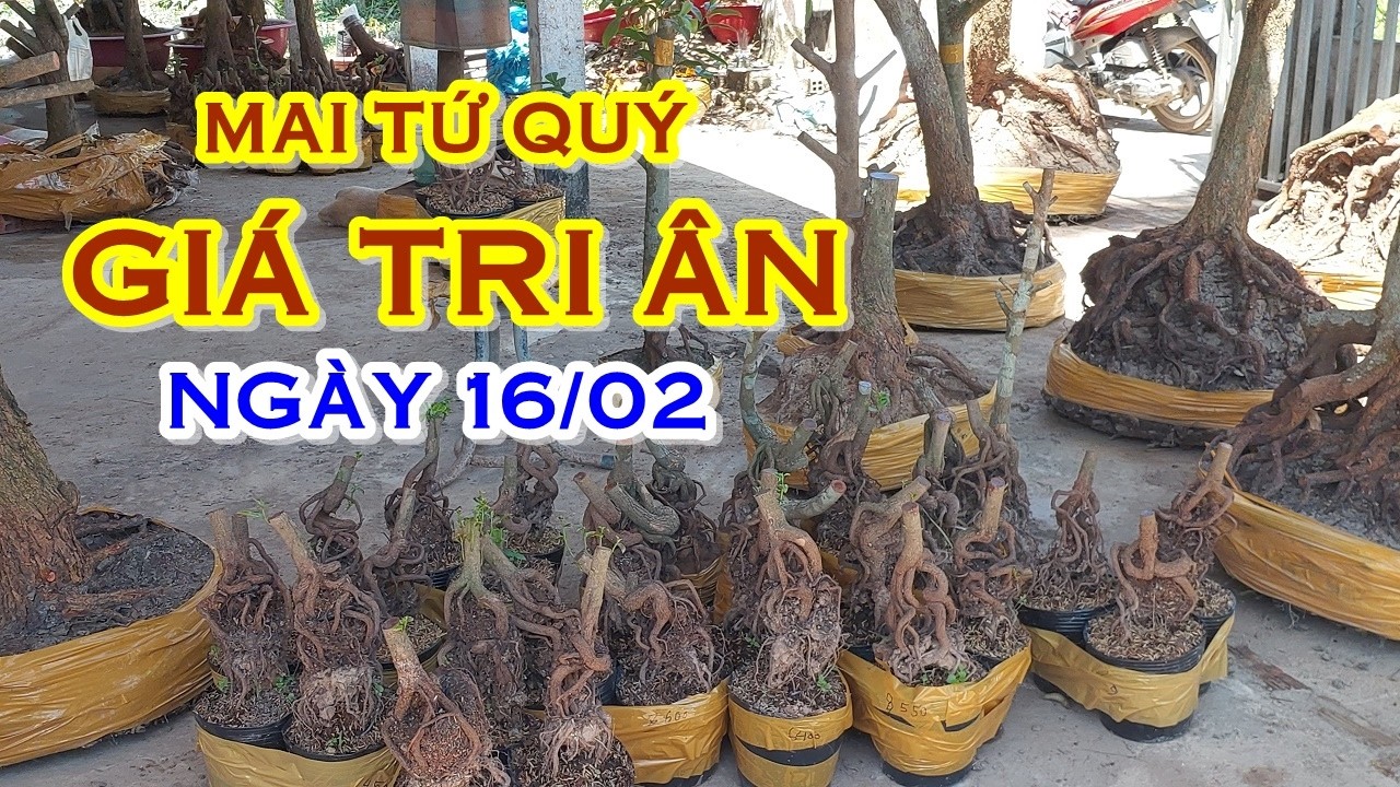ANH CẢNH 📲 O947I435I2 GIÁ TỐT - MAI TỨ QUÝ DÁNG ĐẸP GIAO LƯU NGÀY 16/02 
