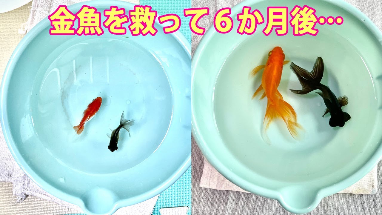 韓国で金魚を救って６か月経ちました！金魚の幸せを願っています。