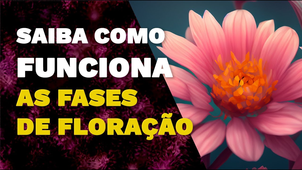 FASES DA FLORA&Ccedil;&Atilde;O: Alongamento Celular, Engorda dos BUDS, Matura&ccedil;&atilde;o dos TRICOMAS e Ponto de COLHEITA