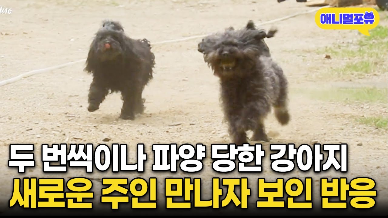 두 번 파양 당한 강아지가 새로운 주인 보자 보인 반응 | KBS 동물극장 단짝 220521 방송