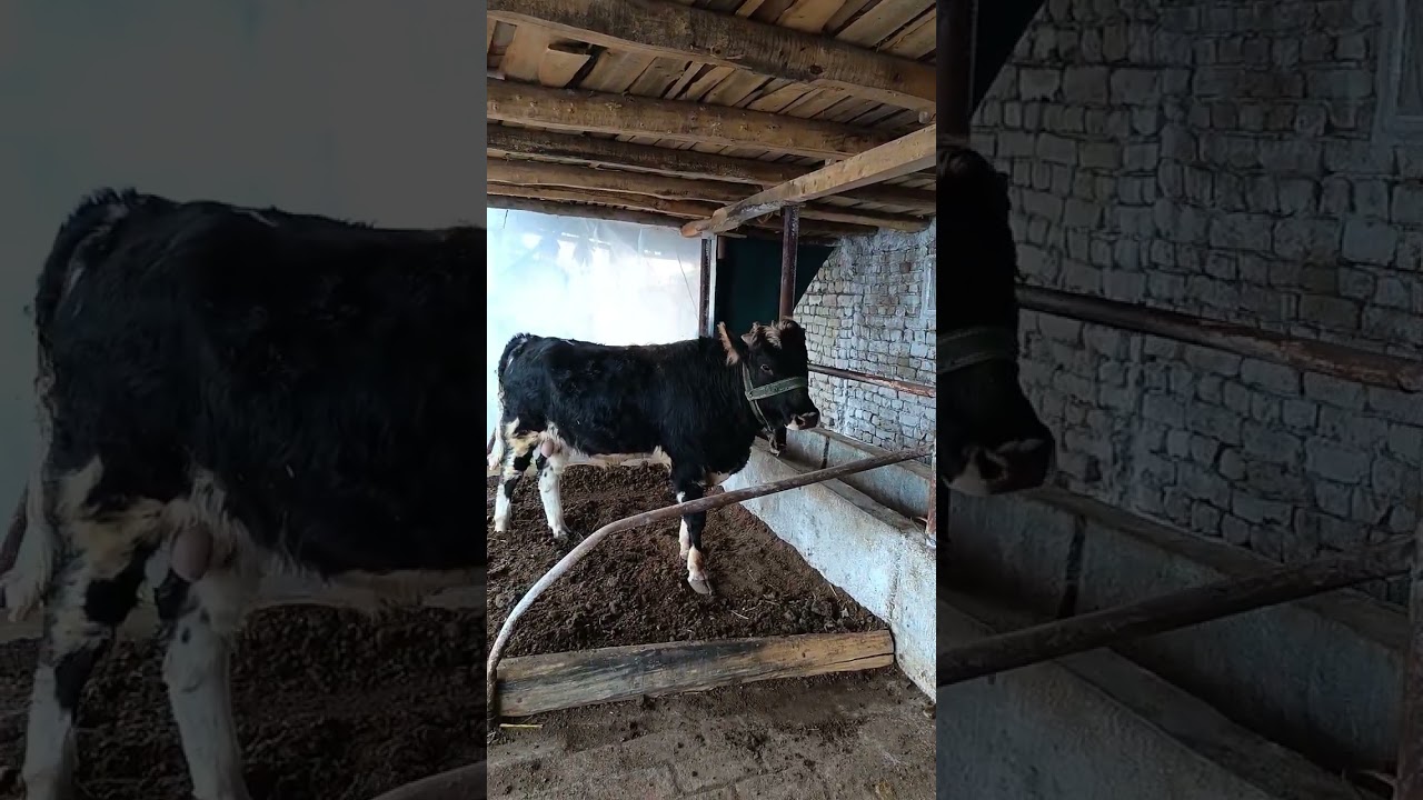 Buqa boqish sirlari va kerakli layfhak