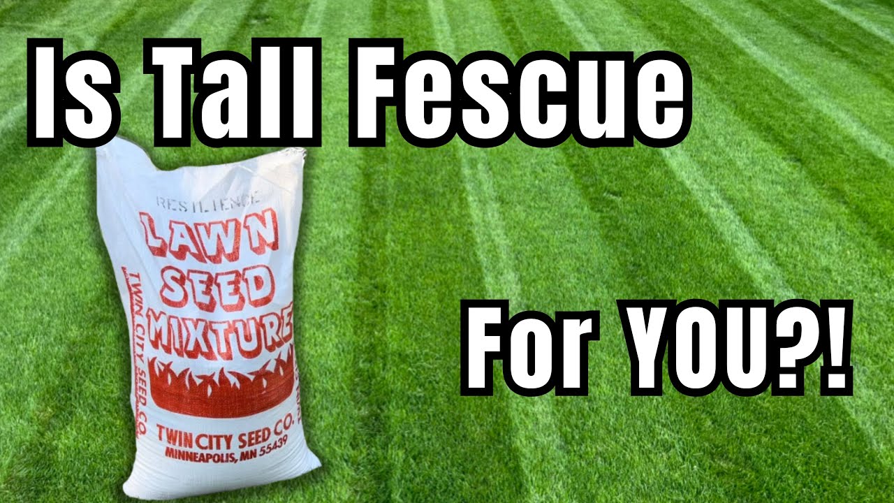 Tall Fescue- Is This The BEST Grass For YOU!?