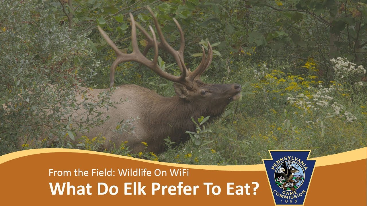 From the Field: What do elk prefer to eat?