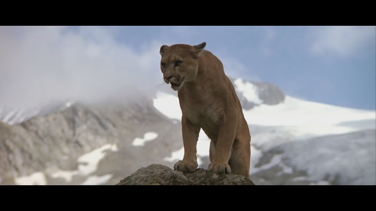 The Bear cub and Cougar / Медвежёнок и пума 1080p FHD