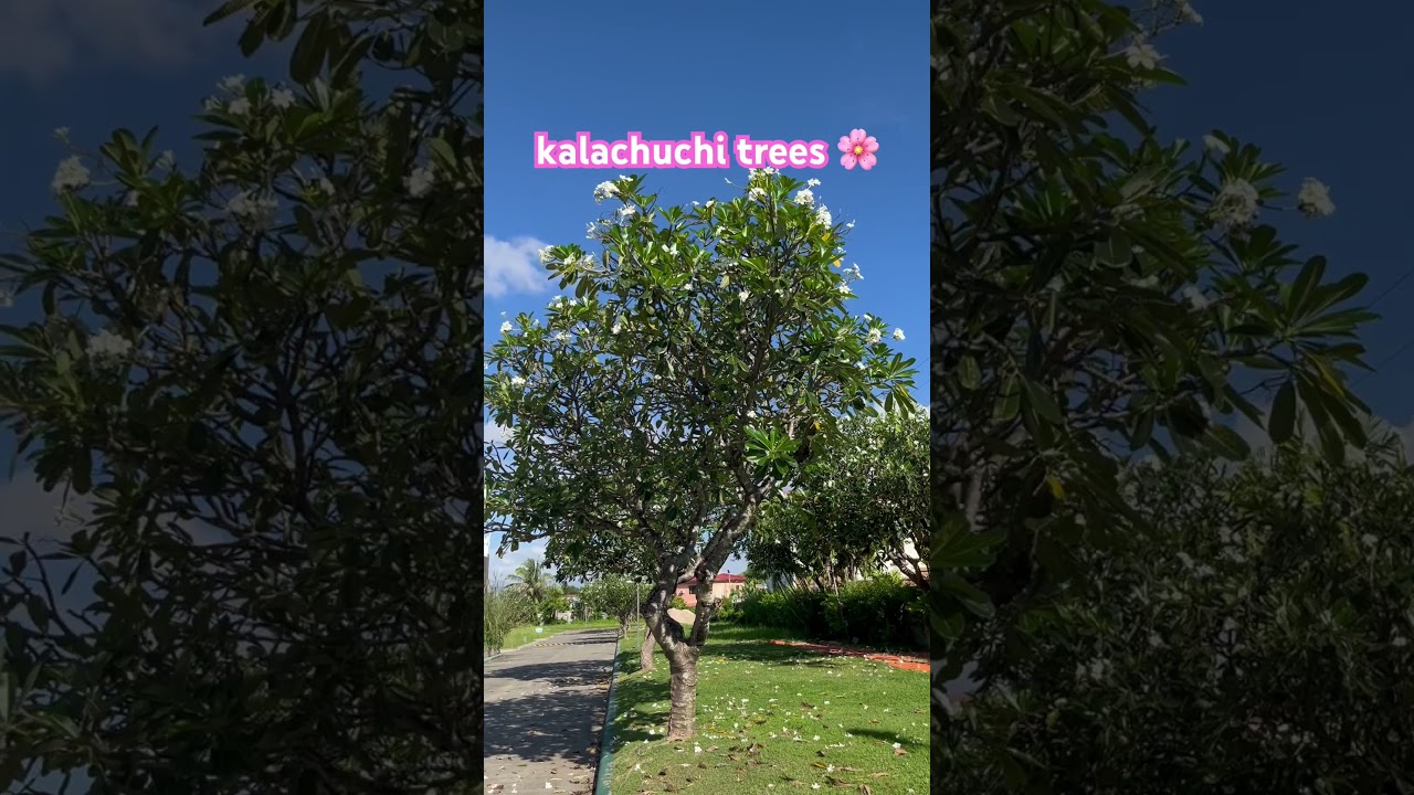 Kalachuchi is also known as Plumeria rubra #viral #trending #kalachuchi #shorts  #power #treeshorts