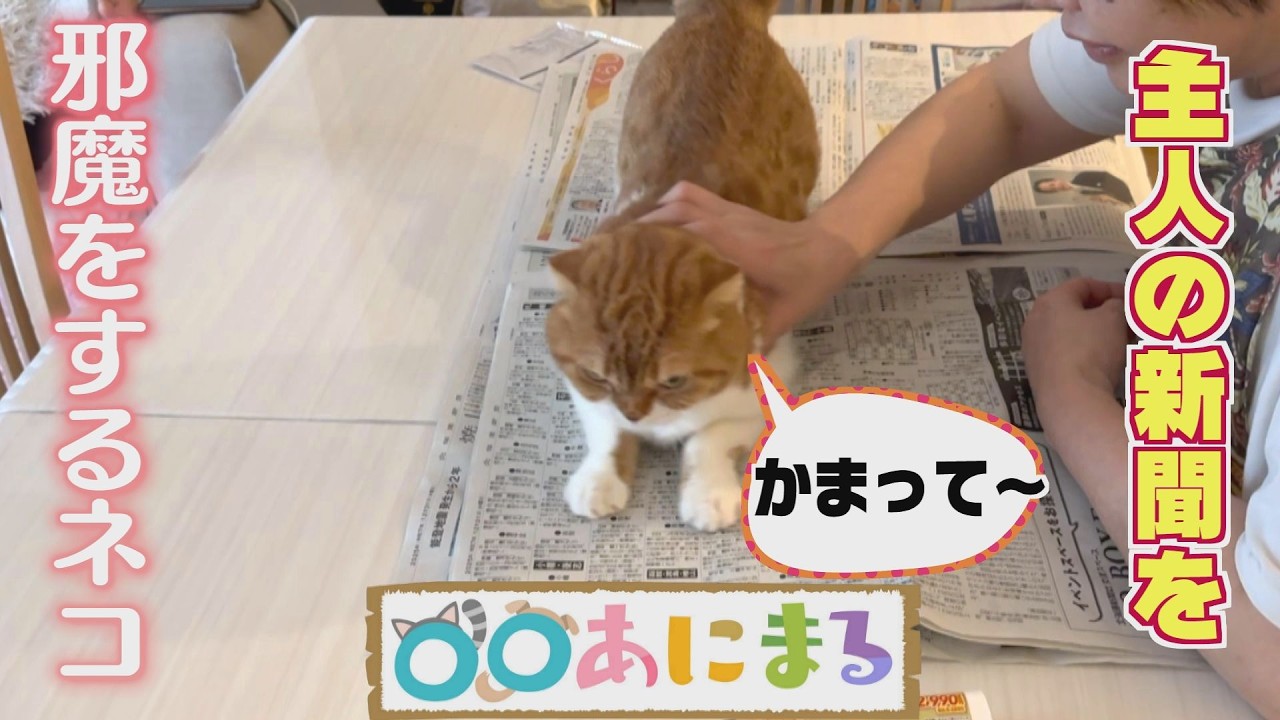 主人の‟新聞”を邪魔をするネコちゃん
