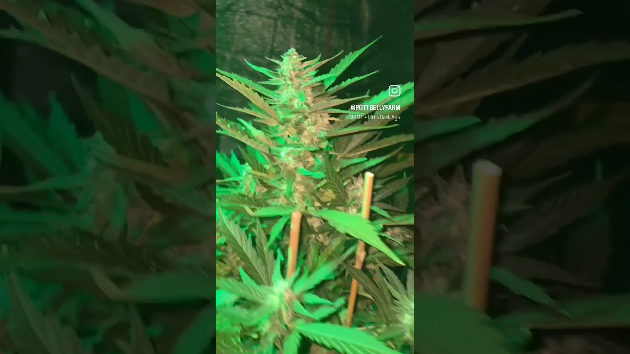Almost week 5 auto fem cannabis - runtz x blood poison