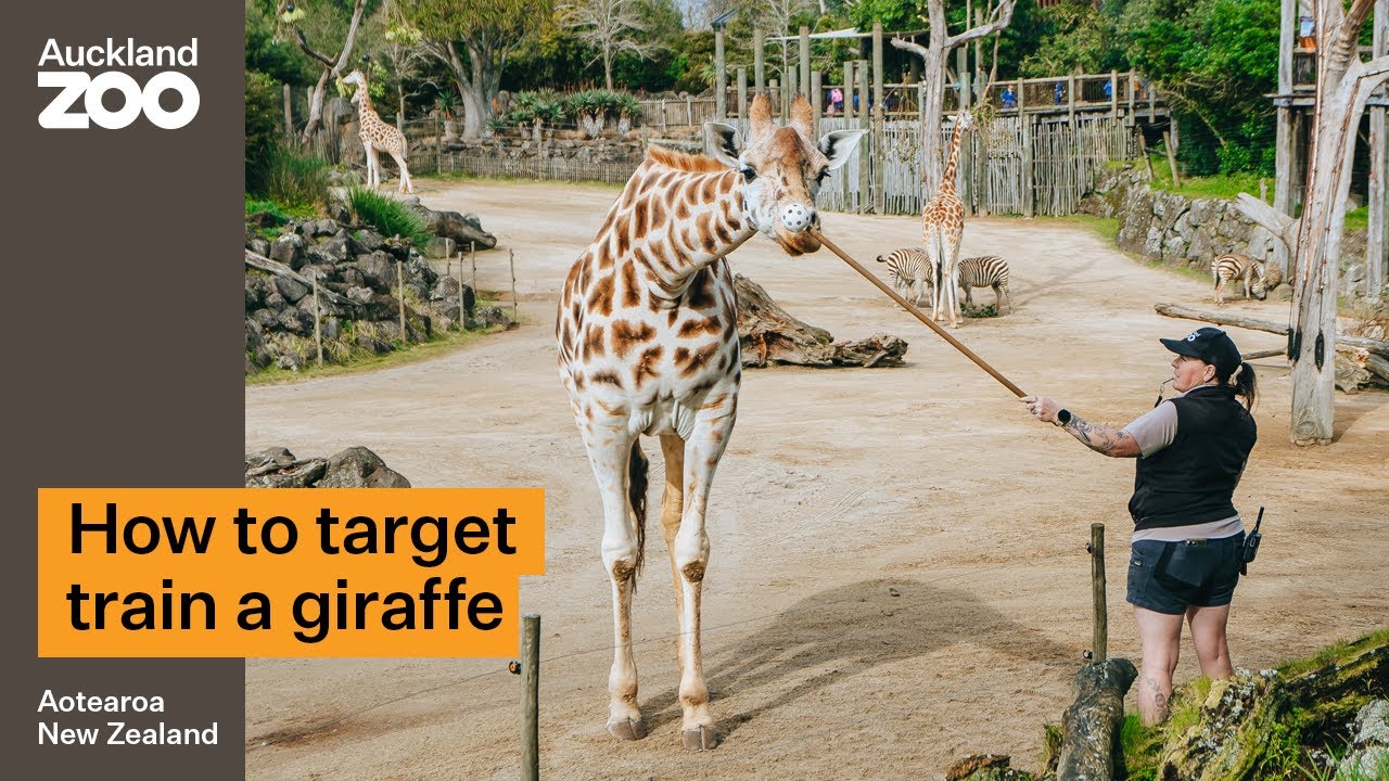 Do you know how our animal experts target train giraffes?