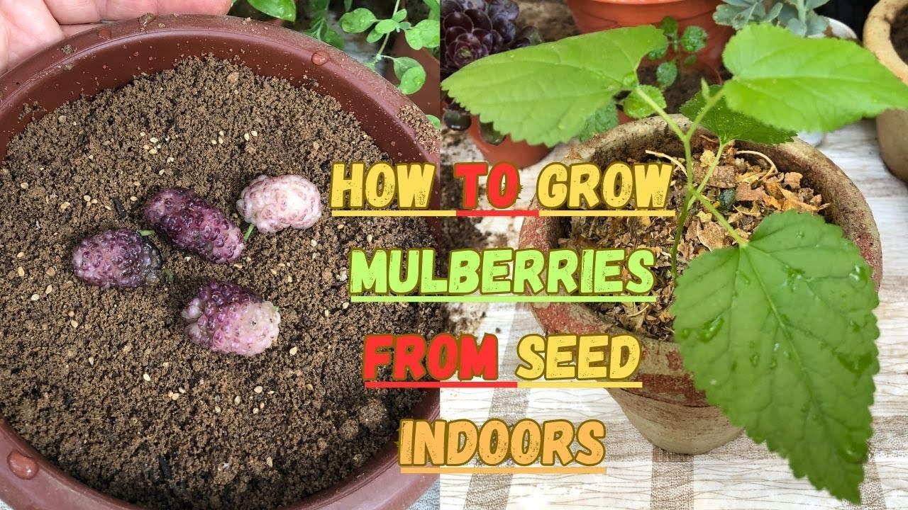 How to Grow Mulberries from Seed Indoors 🌱 #mulberry #gardening #gardeningtips #seedstarting #fruits
