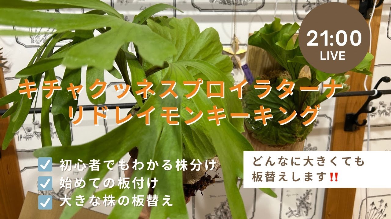 Platycerium キチャクッティネスプロイラターナ＆リドレイモンキーキングご依頼ありがとうございます。　ビカクシダ板付けLIVE21から！🍀2025.10.22
