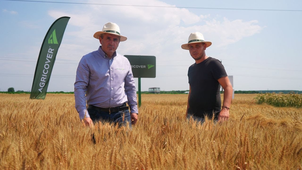 Tehnologia câștigătoare pentru grâul de la SCDA Brăila a venit de la Agricover
