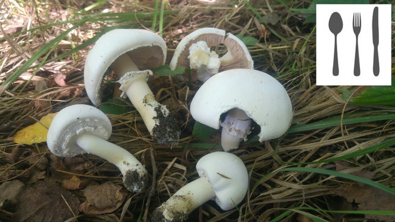 Pieczarka bulwiasta / zaroślowa(Agaricus sylvicola) Jaworzno