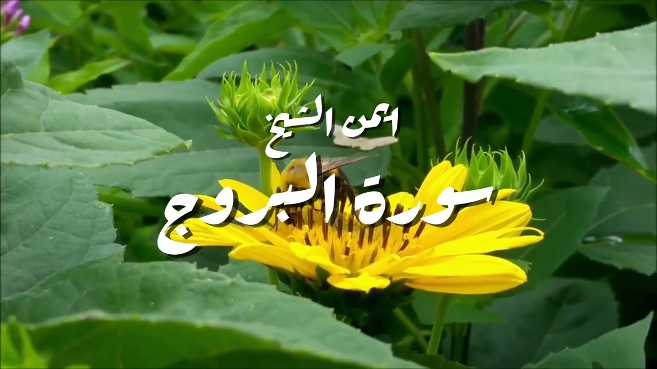 سورة بروج ||ايمن الشيخ 