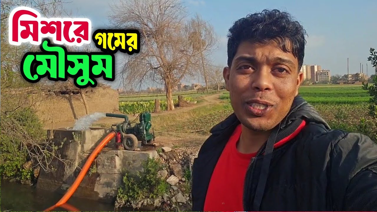 মিশরে এখন গমের মৌসুম