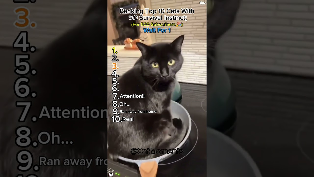 Ranking Top 10 Cats With %0 Survival Instinct (For 500 Subscribers🎉) | Wait For 1!