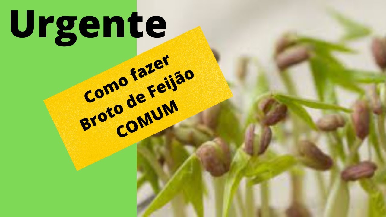 Como fazer Broto de feijão