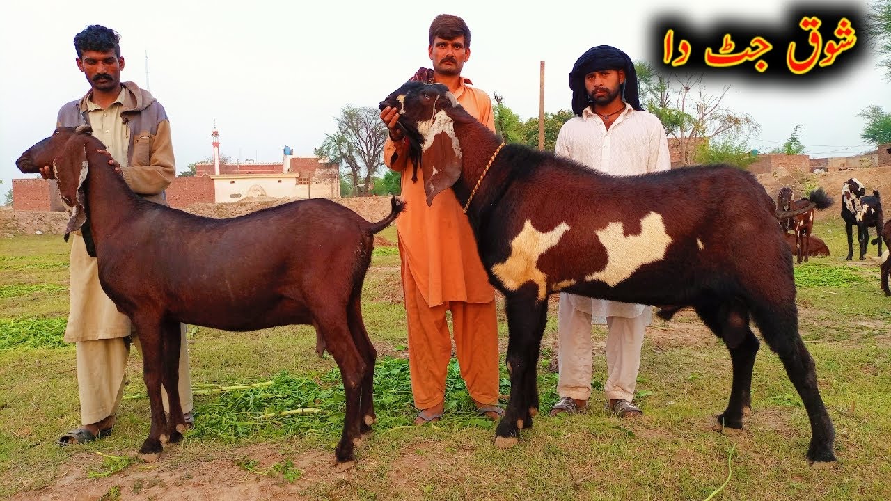 Amritsari And Nagrii Beetal Goats OF Yousaf Jutt || Beetal Goat Farming in Pakistan