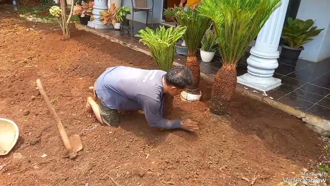 Pembuatan Taman Dengan Rumput Jepang / Renovasi Taman Rumput Jepang