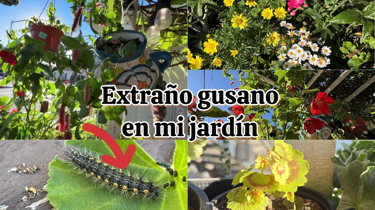 Que hay de nuevo en mi jardín 🌸🥰🌱 aquí les comparto 🌸🌱🌸🌱