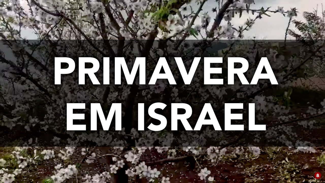 EXCLUSIVO: Florescimento das Amendoeiras em Israel