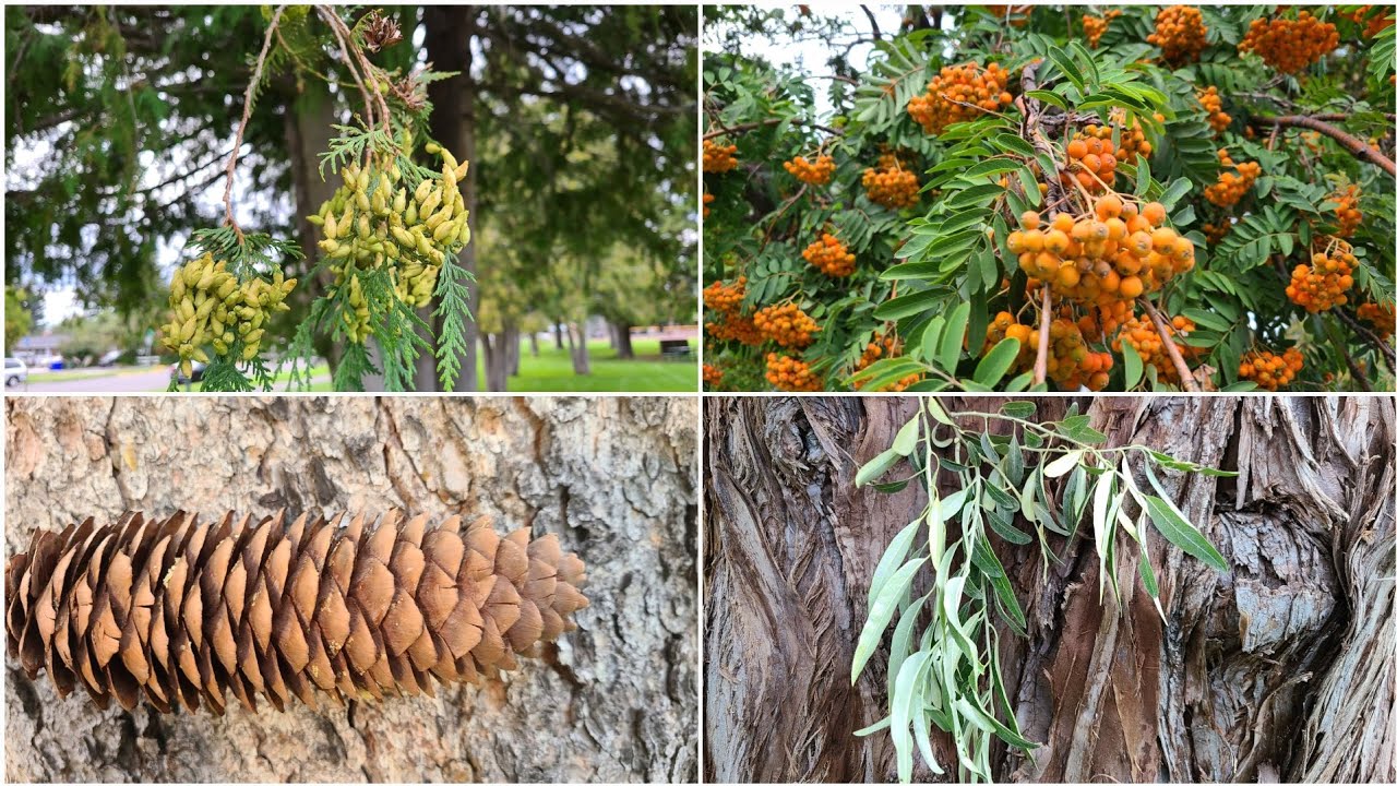 Identifying ALL the Trees in Smith Park (Rexburg Idaho)