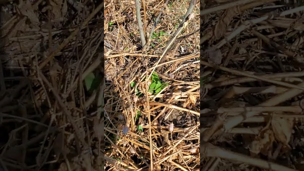 Identifying White Cockle in Spring