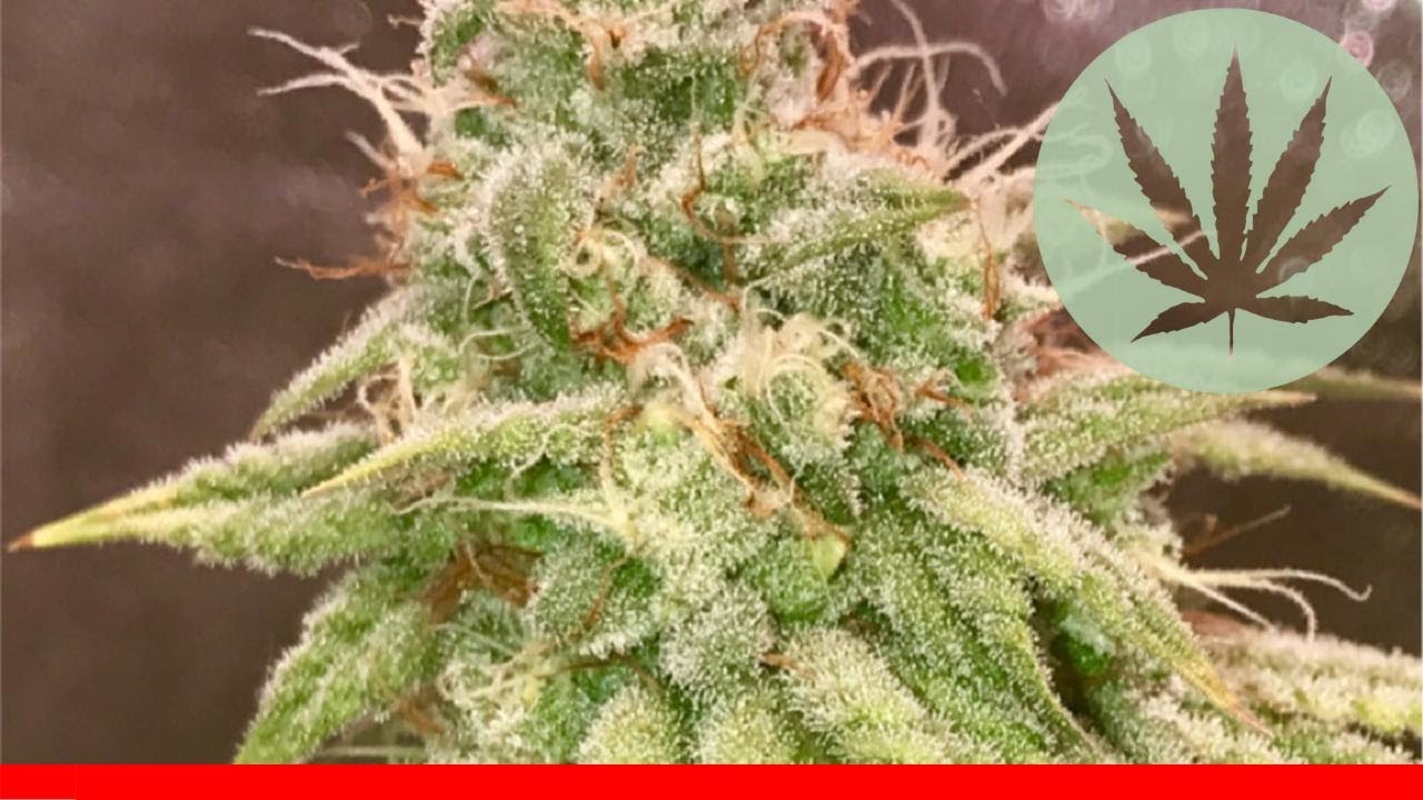 Super Lemon Og - All About This Strain