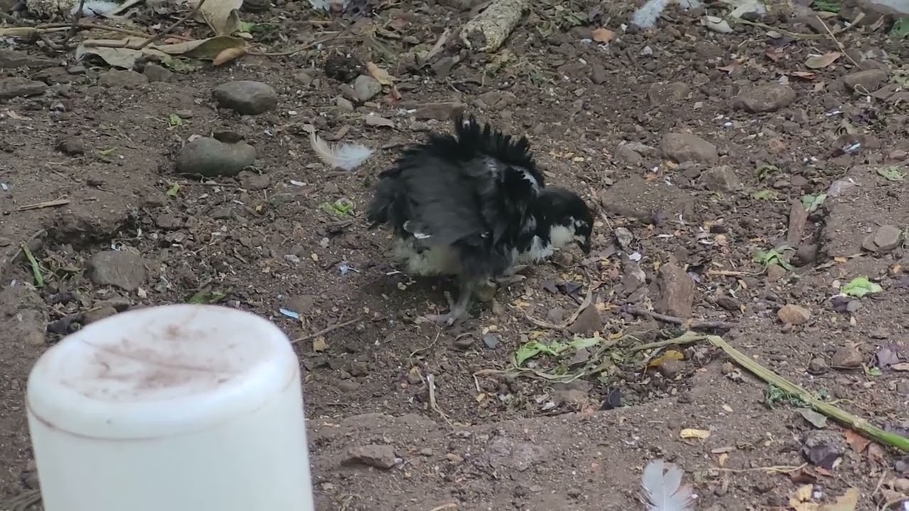 Frizzle Chick
