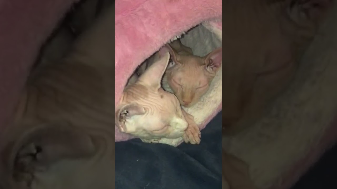 Nothing to see here, just hairless cats cuddling