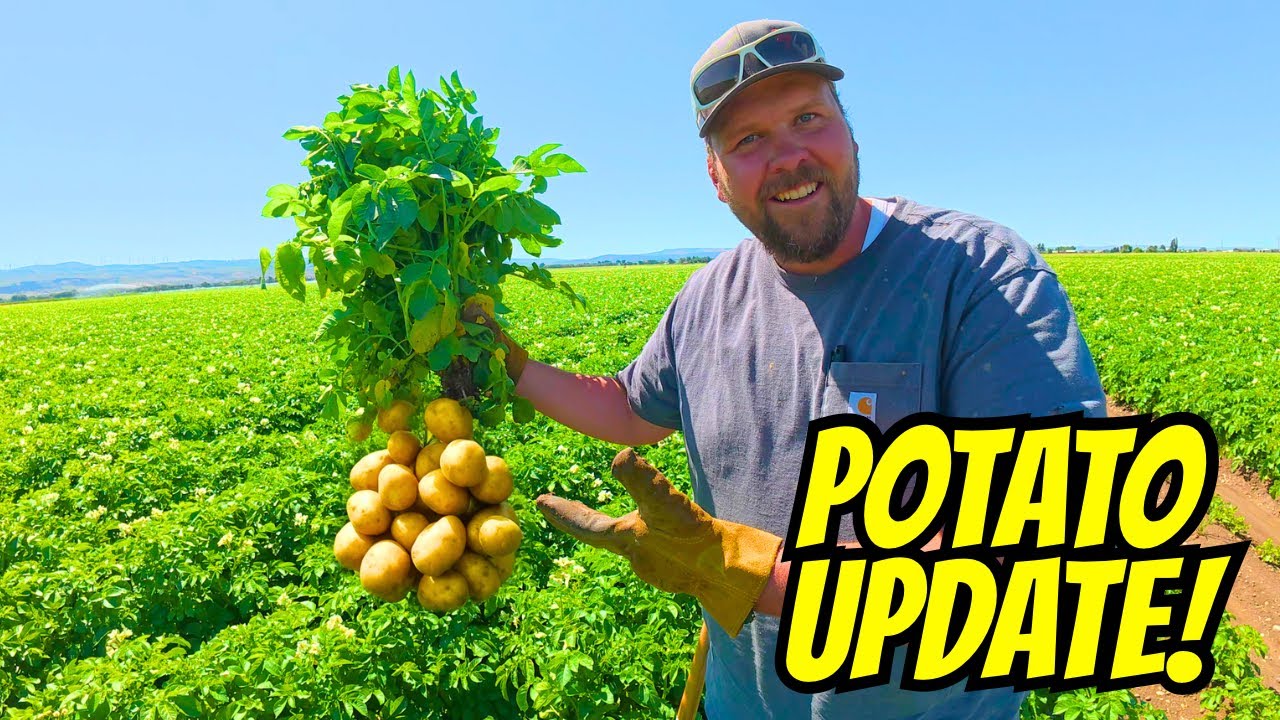 10 Potatoes on ONE Plant! Mid-Season Potato Crop Update