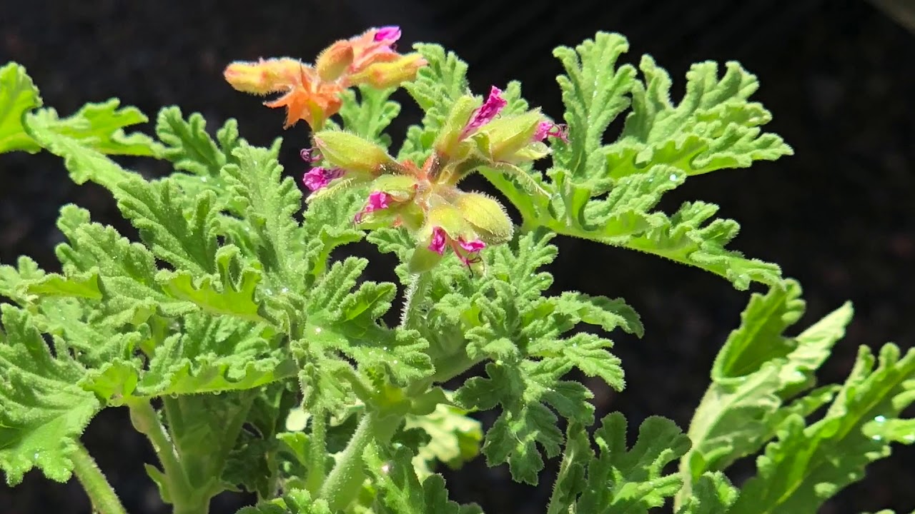 Citrosa Geraniums at Lavender Fields Herb Farm