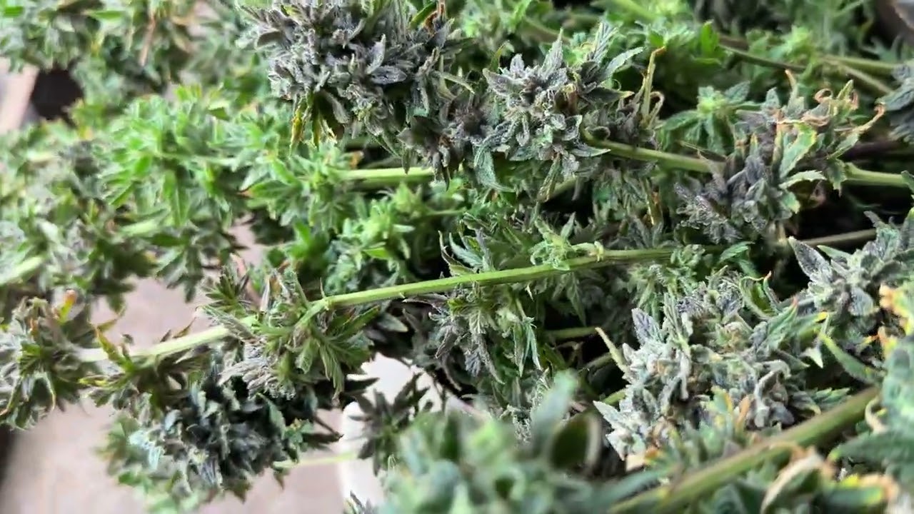 BLUE DREAM (landscape version)