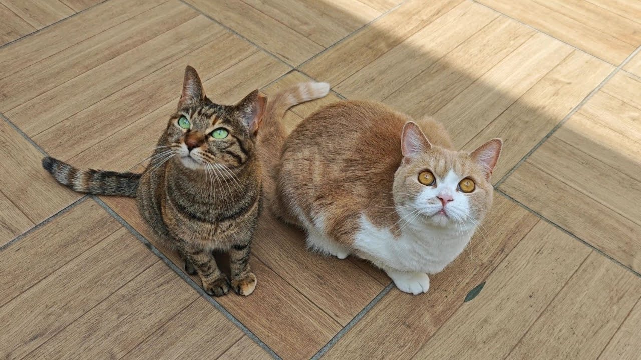 庭に突然現れた訪問者を見た兄妹猫がこうなりました