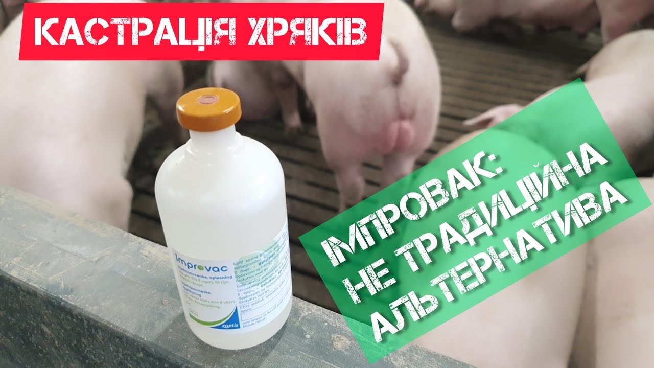 Кастрація хряків препаратом імпровак. Вакцина improvac.