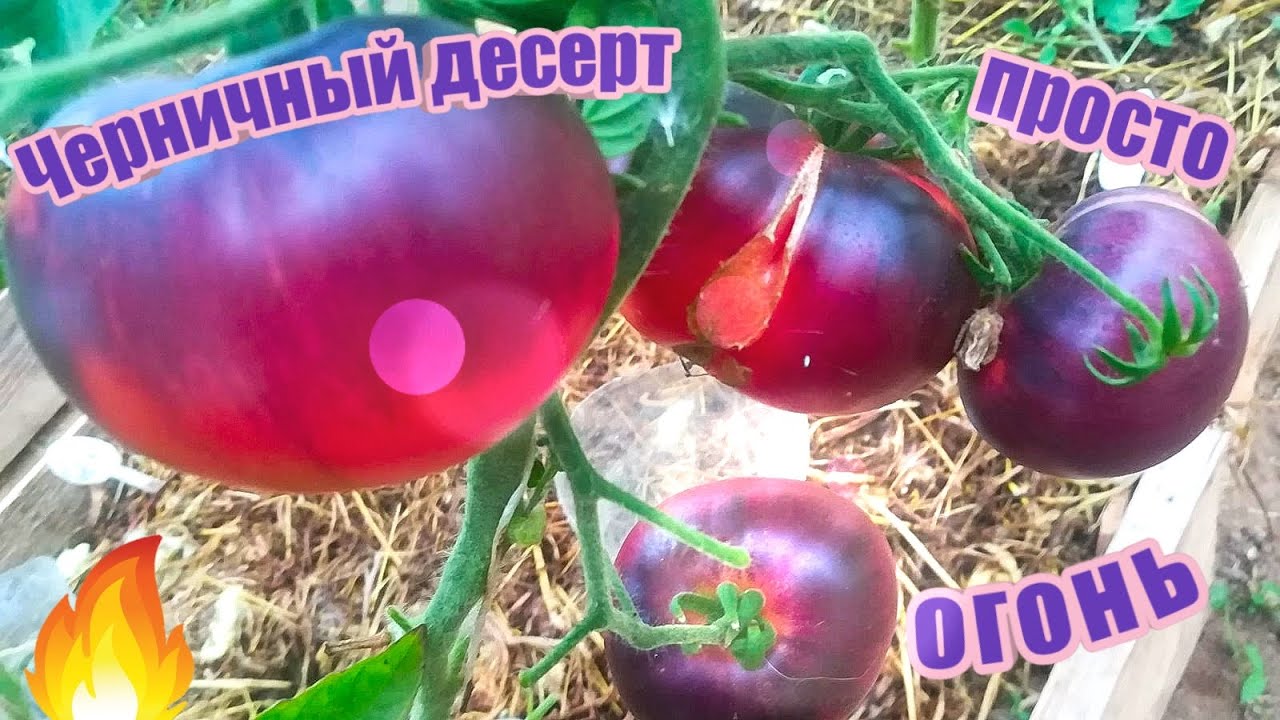Томат Черничный десерт.