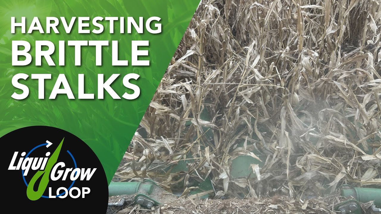 Why Corn Roots are Pulling Out of the Ground During Harvest?