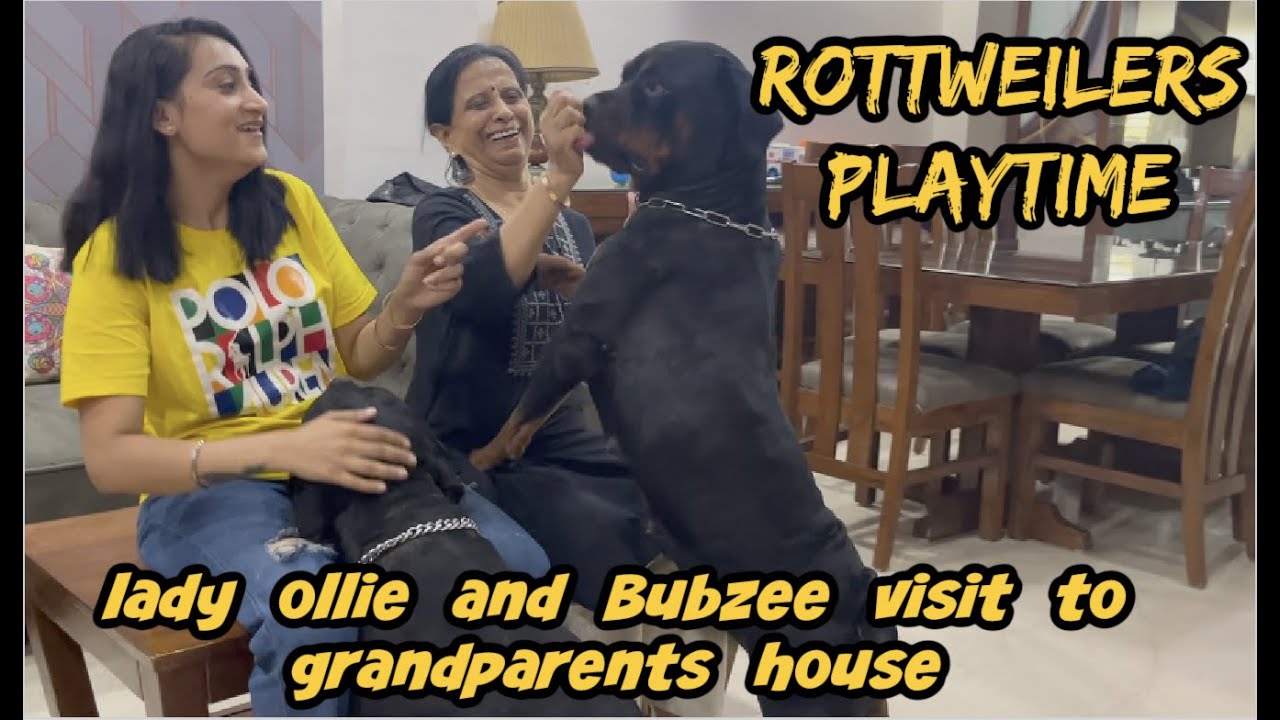 The Best Rottweilers Family Play Time On A Sunday: Adventure with Rottweilers Lady Ollie And Bubzee