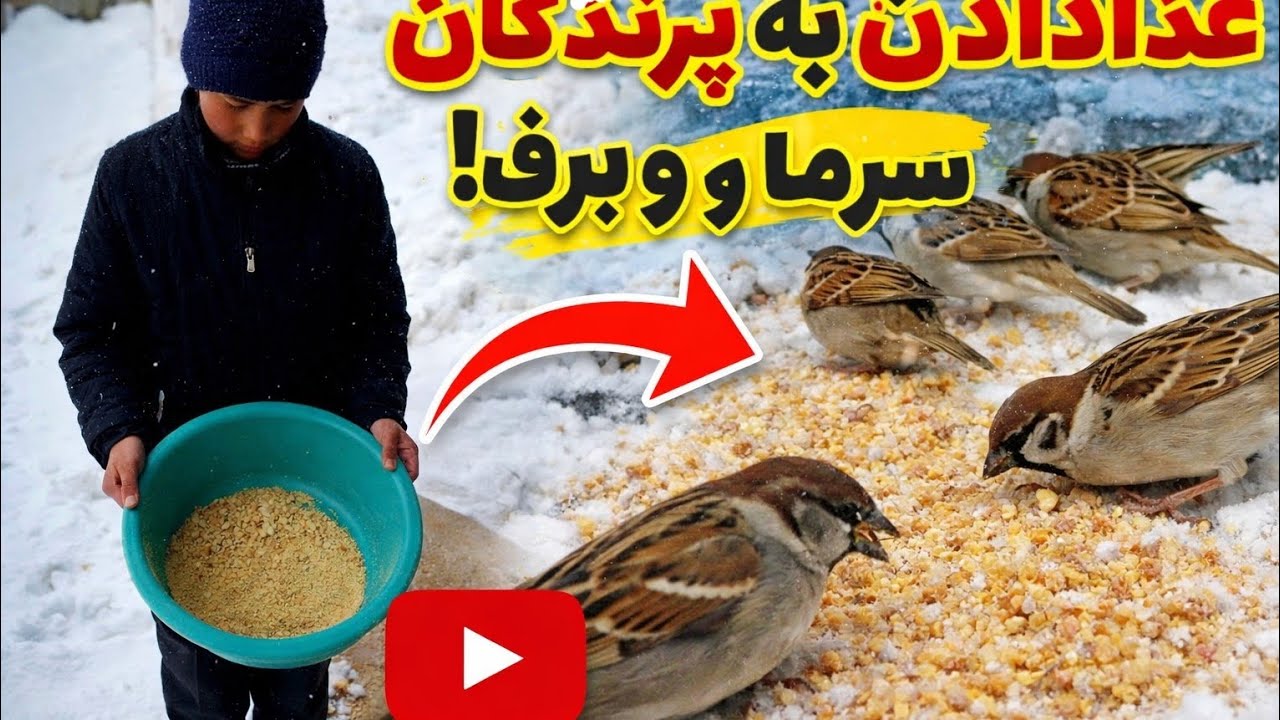 هوای پرندگان را در فصل زمستان داشته باشیم